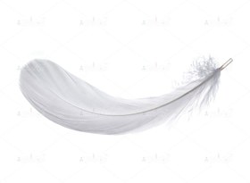 تصویر عکس با کیفیت پر سفید 