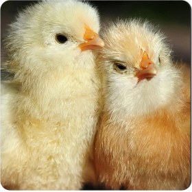 تصویر مگنت طرح جوجه مرغ کد NIM1513 