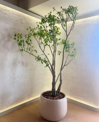 تصویر فروش فیکوس بنجامین برای تزئین فضای کافه 