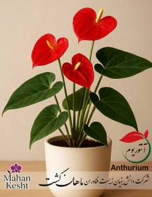 تصویر آنتوریوم (Anthurium) 
