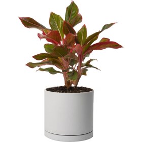 تصویر آگلونما قرمز 