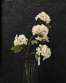 تصویر گل اورتانزا 