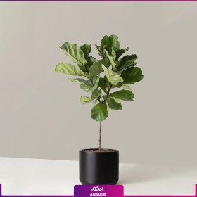 تصویر لیراتا با گلدان 