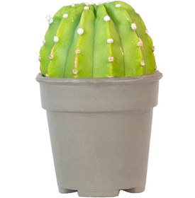 تصویر کاکتوس ایستر لیلی 