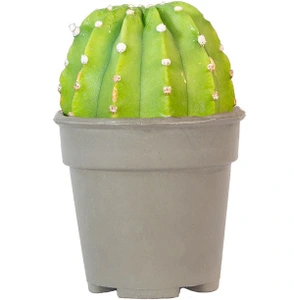 تصویر فروشگاه شیراز پالم