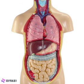 تصویر بازی آموزشی طرح مولاژ آناتومی بدن انسان مدل 4040 