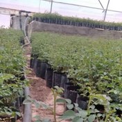 تصویر نهال گل محمدی عمده 
