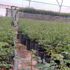 تصویر نهال گل محمدی عمده 