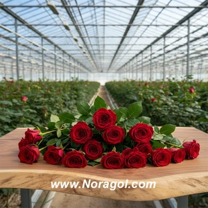 تصویر فروشگاه گلفروشی نورا