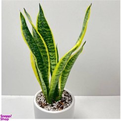 تصویر گیاه سانسوریا کراواتی ابلق با گلدان 