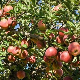 تصویر سیب درختی سمیرم قیمت توافقی(فروش عمده صادراتی) 5000 تن 