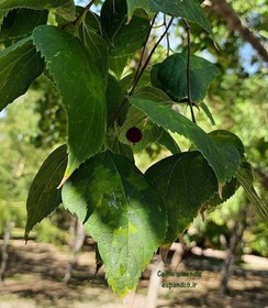 تصویر بذر داغداغان چینی (5 عددی) Celtis sinensis 