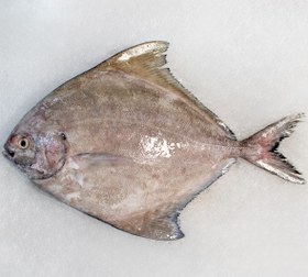 تصویر ماهی حلوا سیاه 