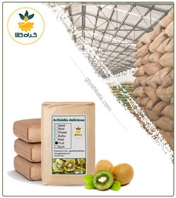 تصویر میوه کیوی خشک فله 