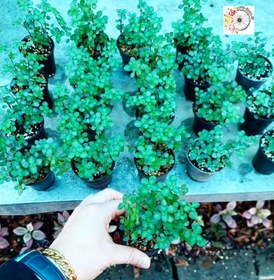 تصویر پک ۲۰ عددی چمن 