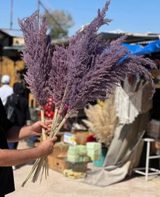 تصویر گل خشک پامپاس ۱۰ عددی رنگ بنفش 