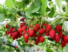 تصویر بذر توت فرنگی گلخانه ای - Strawberry 