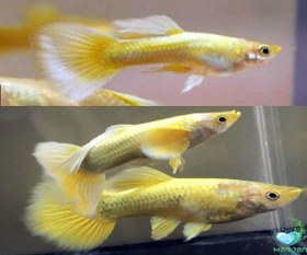 تصویر ماهی گوپی گلدن جفت 