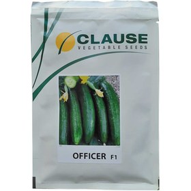 تصویر بذر خیار هیبرید آفیسر OFFICER F1 ا OFFICER CUCUMBER OFFICER CUCUMBER