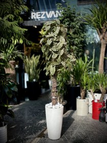 تصویر درختچه مصنوعی سینگینیوم 