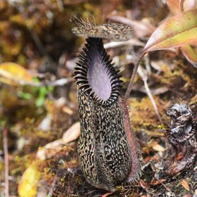 تصویر بذر کمیاب نپنتس گوشت خوار هاماتا- Nepenthes Hamata 