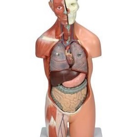 تصویر مولاژ دستگاه عصبی 