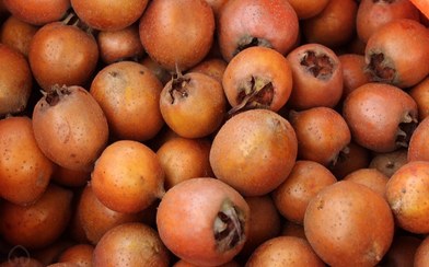 تصویر ازگیل(1کیلویی) معروف به خرمای گیلان برای استعلام قیمت روز تماس بگیرید Medlar (1 kg) - Known as "Gilan Date"