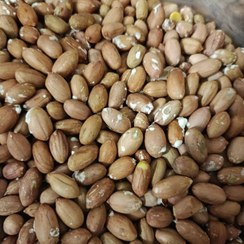 تصویر بادام زمینی درشت آستانه 