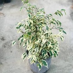 تصویر بنجامین ابلق ficus benjamina