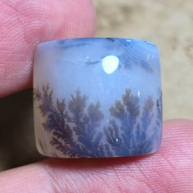 تصویر شجر قائن طبیعی 