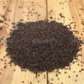 تصویر دانه شلغم 