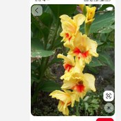 تصویر پیاز گلایل زرد خالدار 