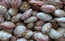 تصویر لوبیا چیتی خرید لوبیا چیتی محلی ارزان