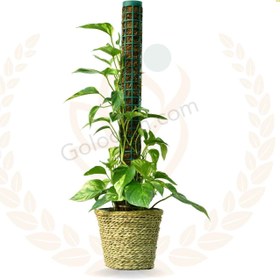 تصویر پتوس ابلق چوبدار 