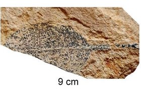 تصویر فسیل برگ . نمونه فیک نخرید 