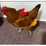 تصویر پوشک مرغ و خروس بالغ خانگی 