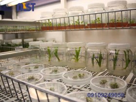 تصویر اتاق کشت بافت 