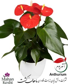 تصویر آنتوریوم (Anthurium) 