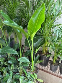 تصویر نخل نیکولای سطل ۷ 