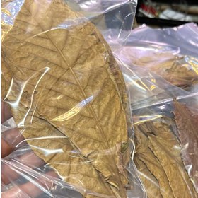 تصویر برگ کاتاپا ۱۰ عددی غذای ماهی ضد عفونی کننده آب آکواریوم 