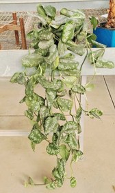 تصویر پتوس ببری پرپشت 