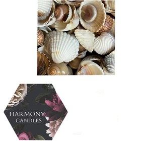 تصویر صدف ریز و درشت دریایی ا small and large sea oysters small and large sea oysters