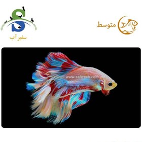 تصویر ماهی فایتر هافمون چند رنگ 