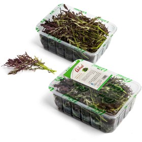 تصویر برگ خردل قرمز 