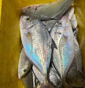 تصویر جش سفید (مقوا) Malabar trevally fish