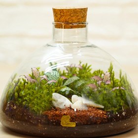 تصویر تراریوم مهتاب 