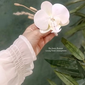 تصویر گل کت داماد ارکیده 