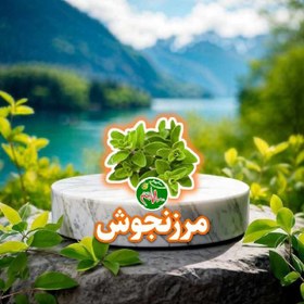 تصویر گیاه مرزنجوش 