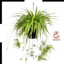 تصویر گیاه گندمی: خرید آنلاین گیاه آپارتمانی مقاوم و تصفیه‌کننده هوا Spider plant