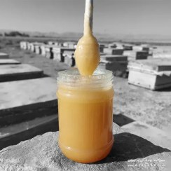 تصویر عسل خارشتر خام - ارگانیک - وزن-خالص: دو کیلویــی + ضمانت اصالت 